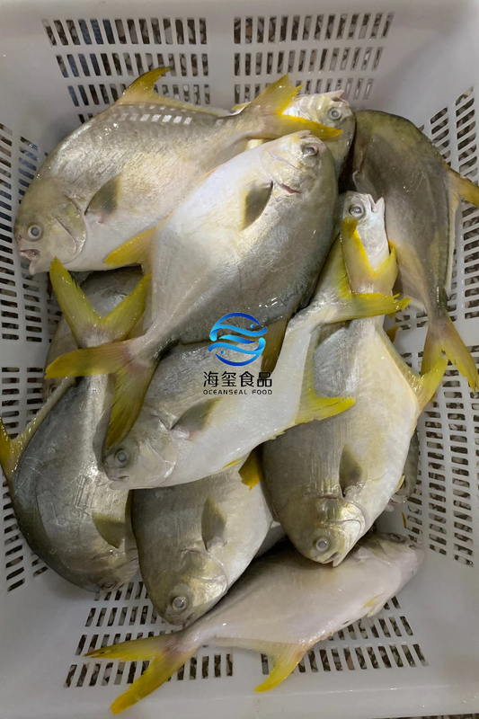 FROZEN GOLDEN POMPANO/POMFRET