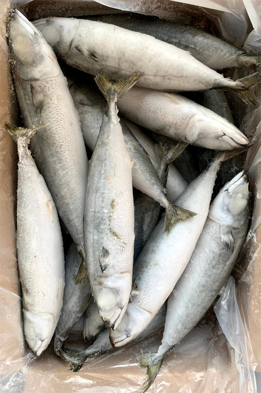 LANDFROZEN PACIFIC MACKEREL - OCEANSEAL FOOD
