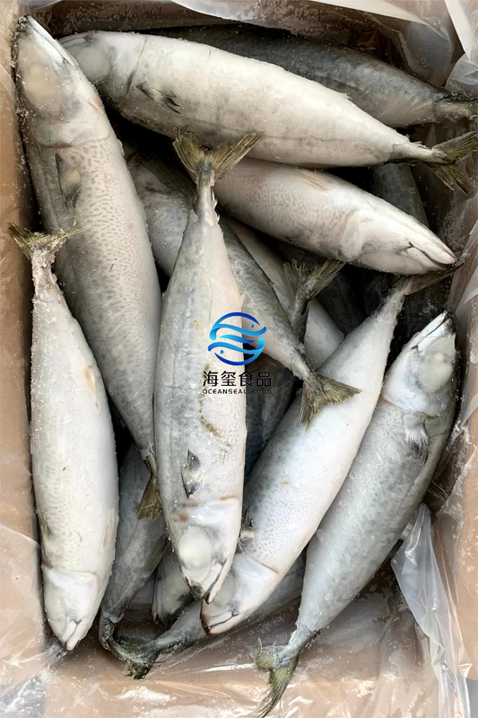 LANDFROZEN PACIFIC MACKEREL