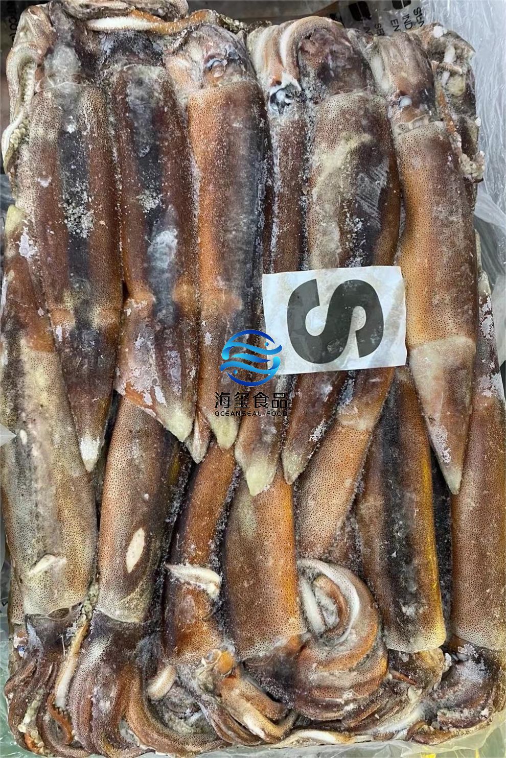 FROZEN ILLEX SQUID WR – OCEANSEAL FOOD