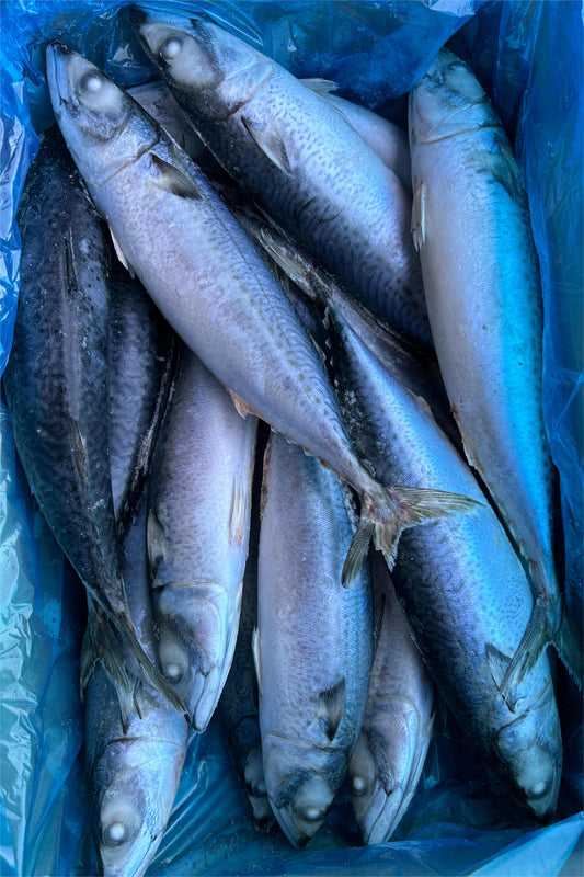 SEAFROZEN PACIFIC MACKEREL - OCEANSEAL FOOD