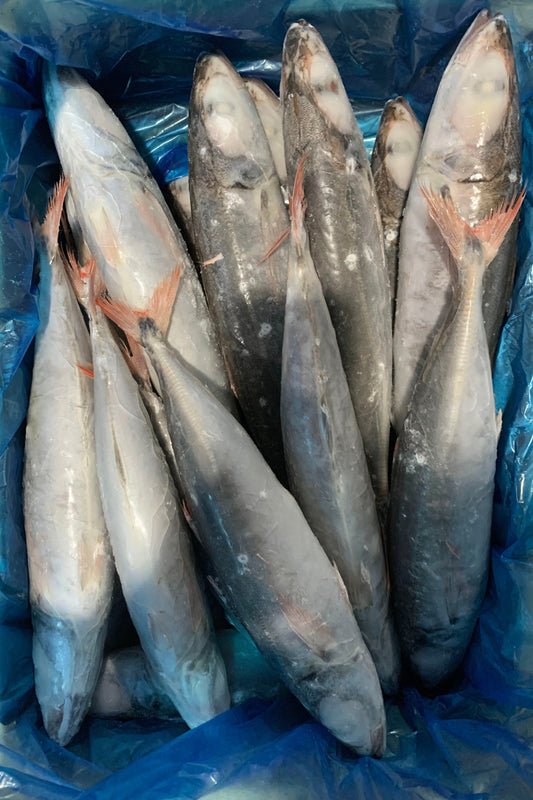 FROZEN RED TAIL ROUND SCAD IQF - OCEANSEAL FOOD