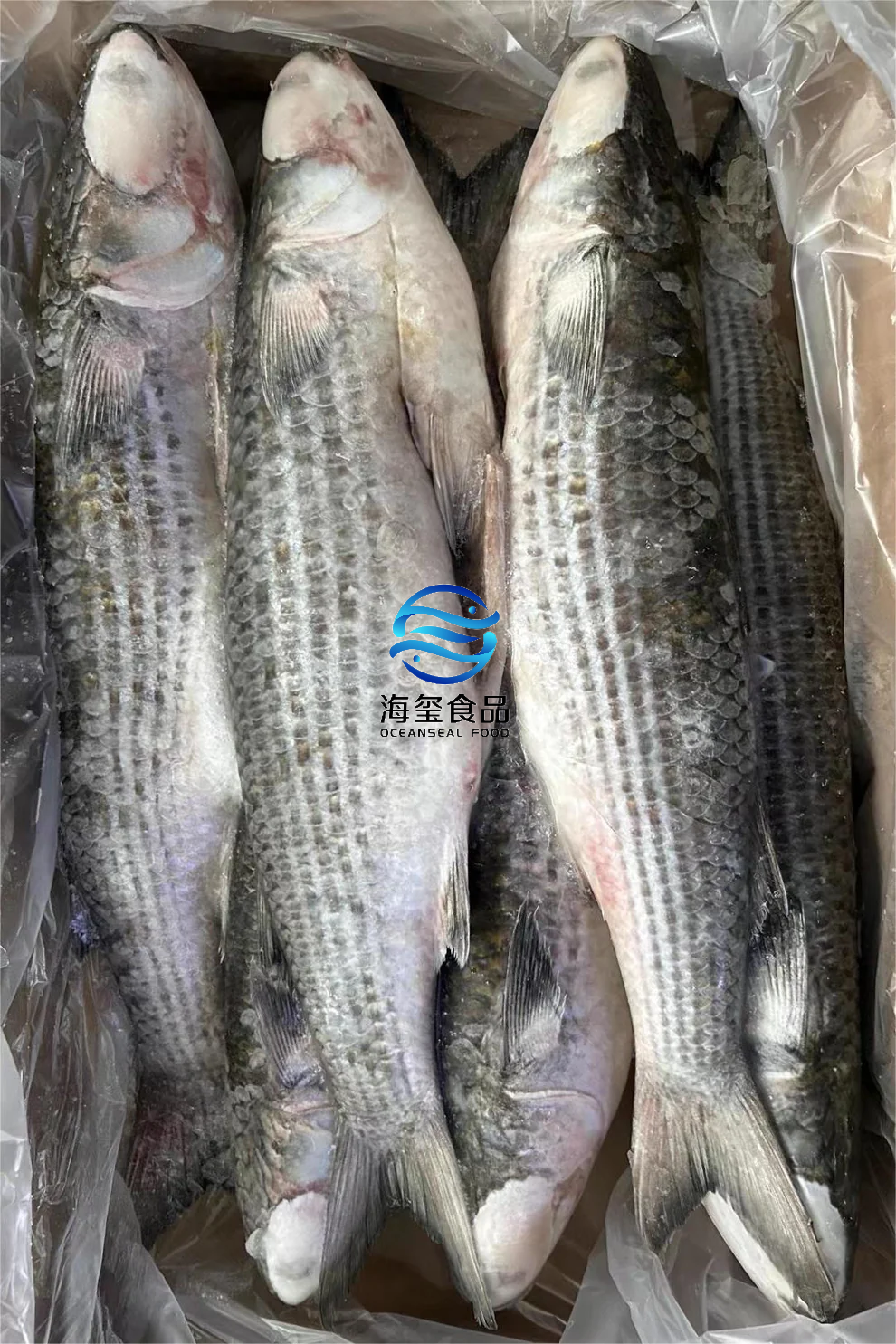 FROZEN GREY MULLET GUTTED