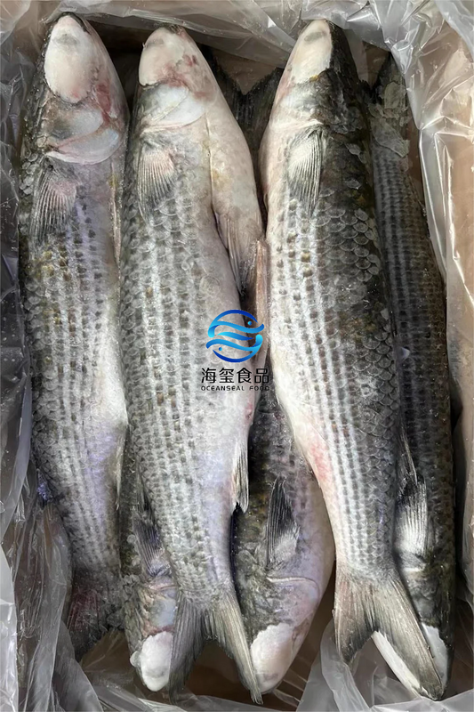 FROZEN GREY MULLET GUTTED