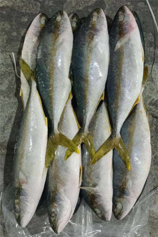 FROZEN YELLOW TAIL - OCEANSEAL FOOD