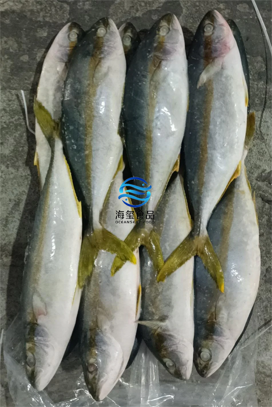 FROZEN YELLOW TAIL