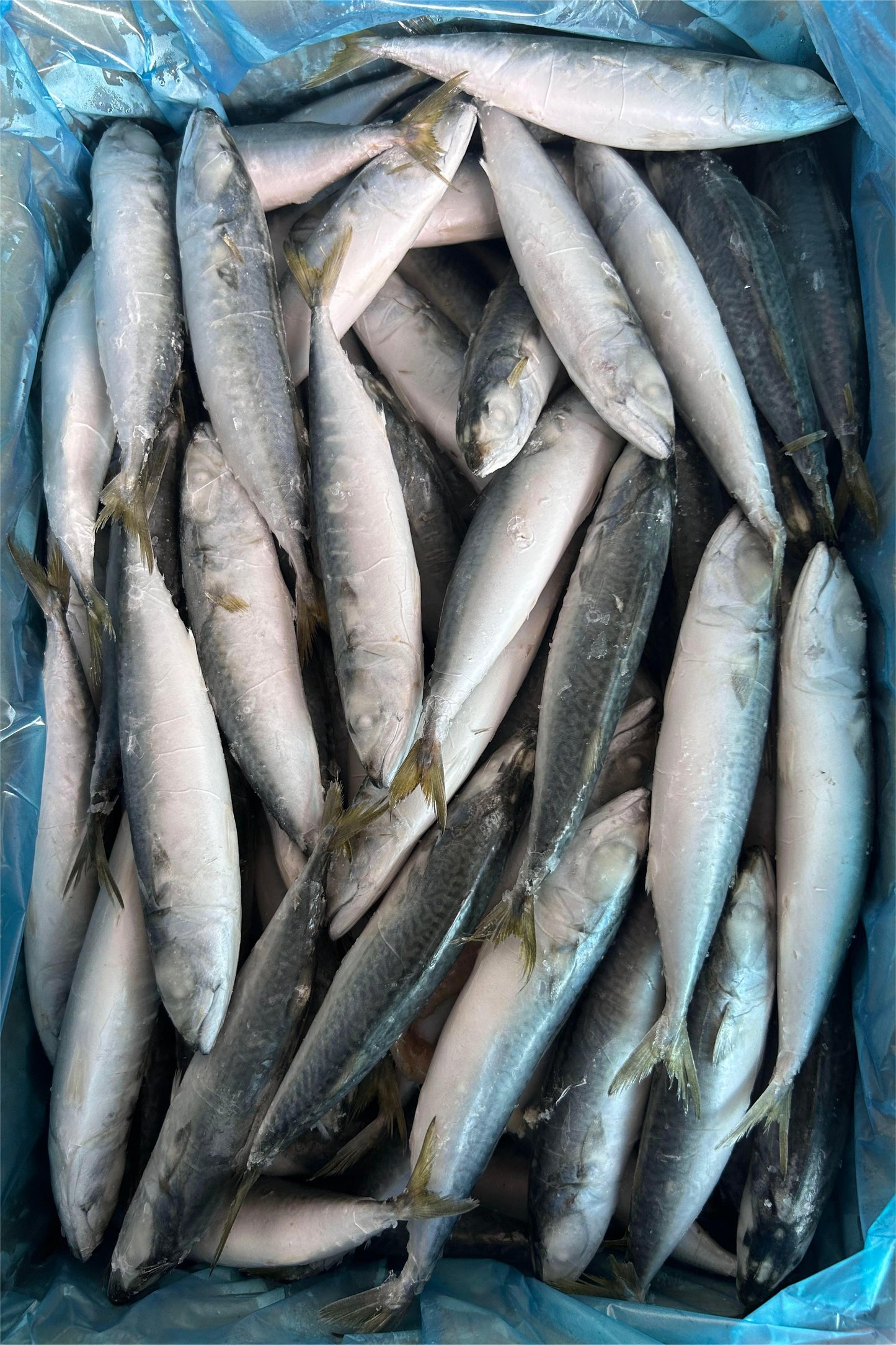 LANDFROZEN PACIFIC MACKEREL IQF - OCEANSEAL FOOD
