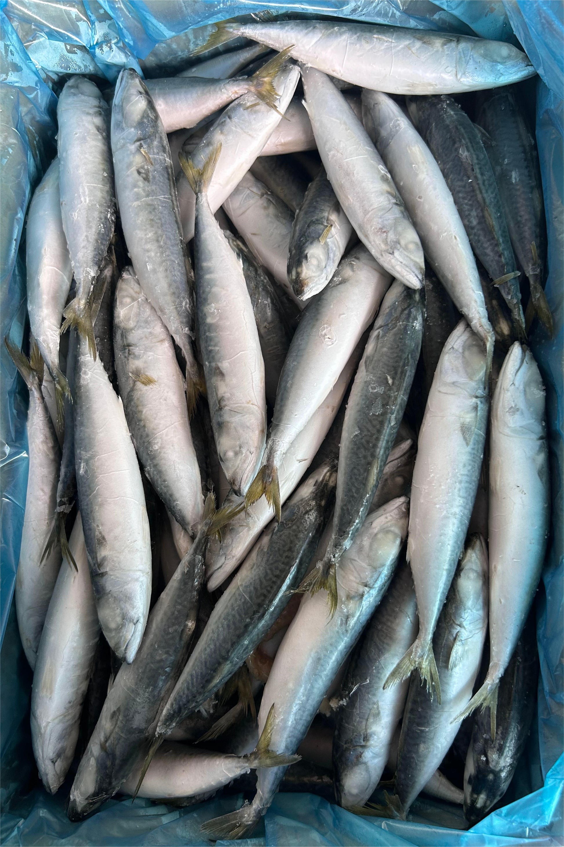 LANDFROZEN PACIFIC MACKEREL IQF - OCEANSEAL FOOD