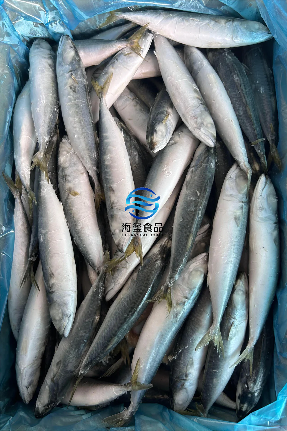 LANDFROZEN PACIFIC MACKEREL IQF