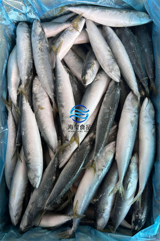 LANDFROZEN PACIFIC MACKEREL IQF