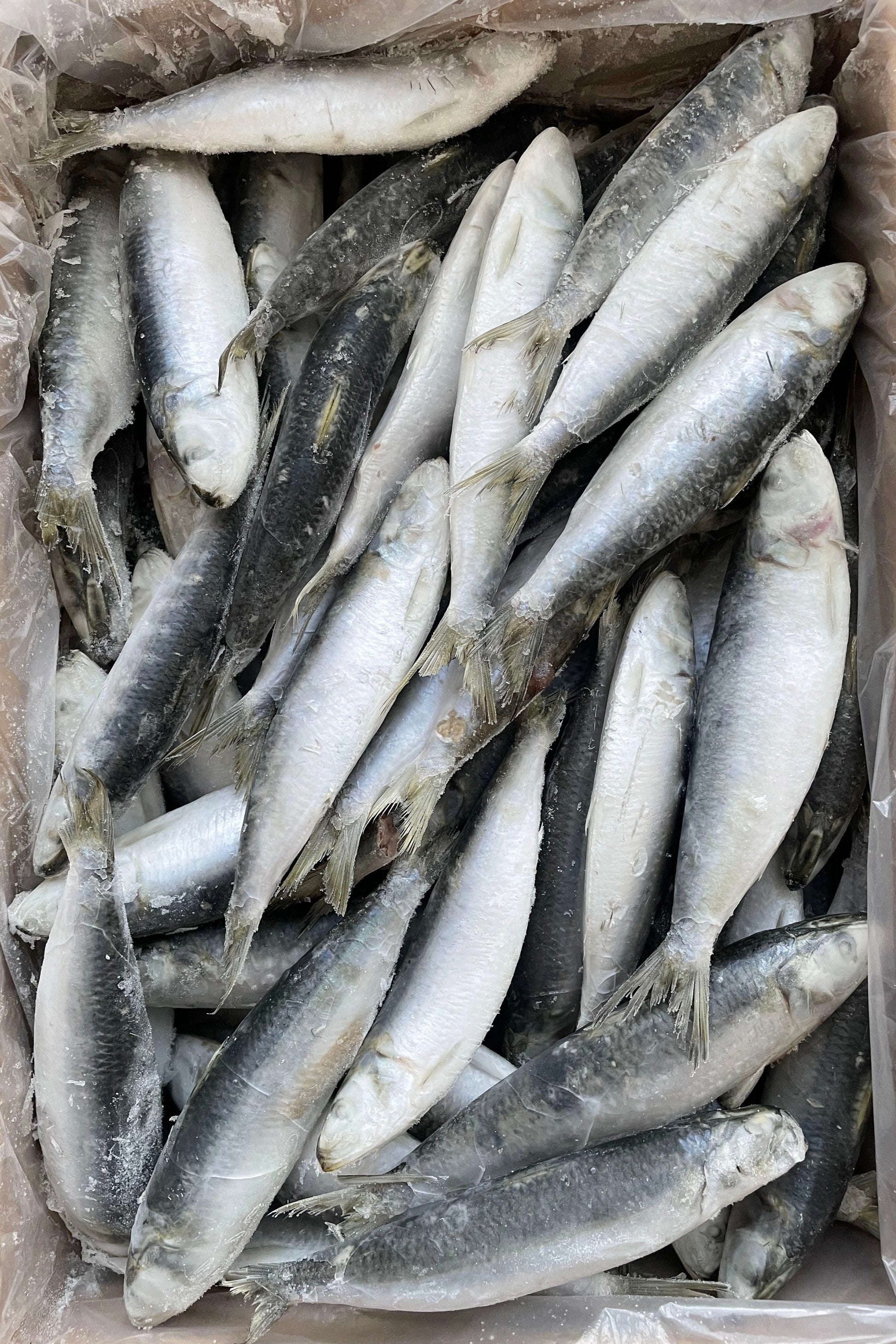 FROZEN SARDINE - OCEANSEAL FOOD