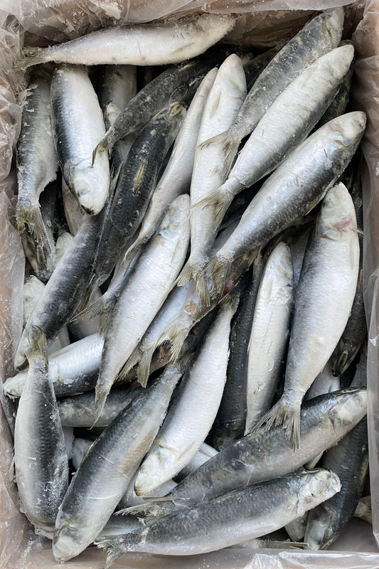 FROZEN SARDINE - OCEANSEAL FOOD