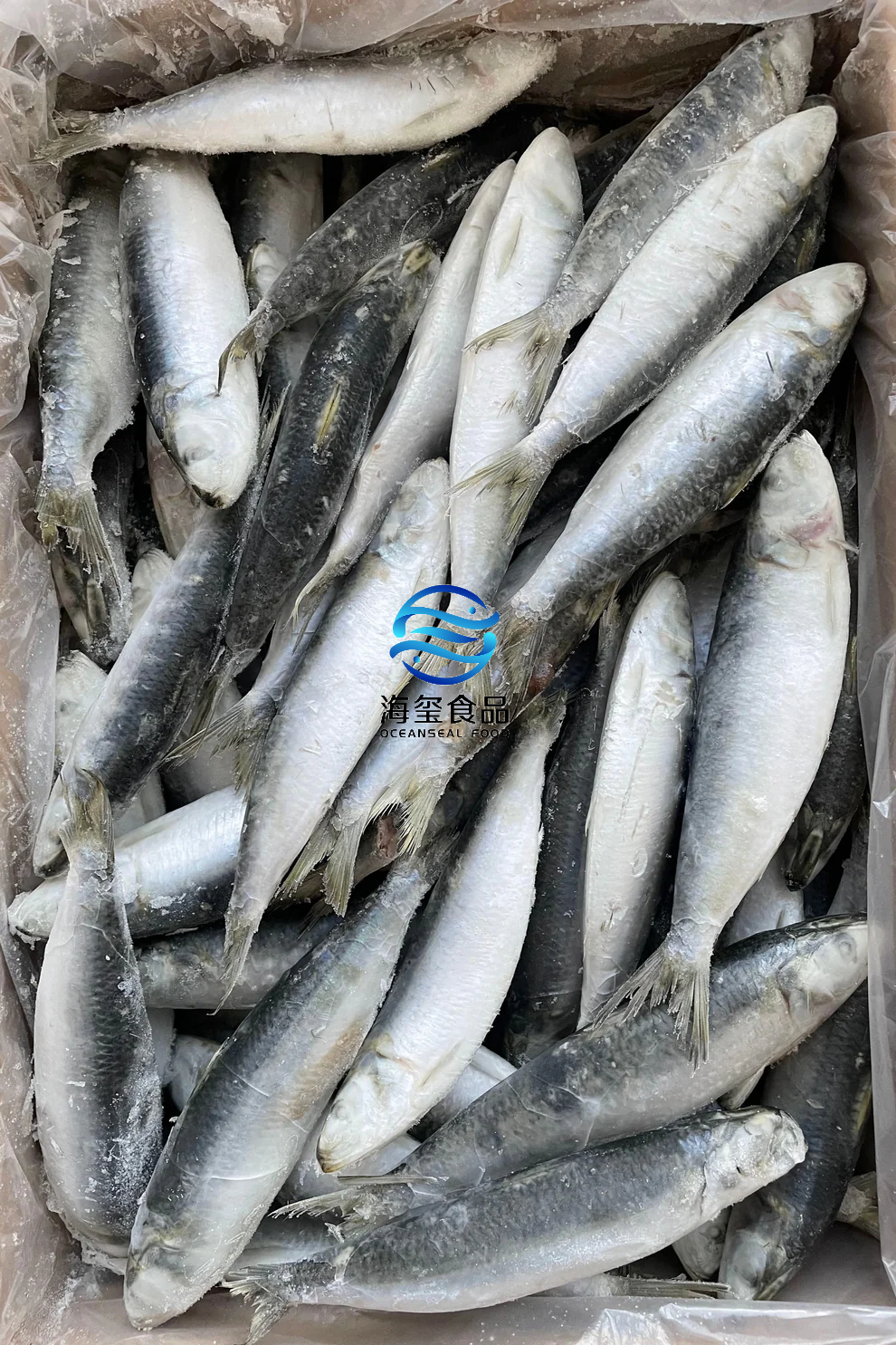 FROZEN SARDINE