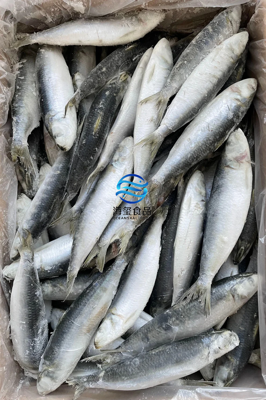FROZEN SARDINE