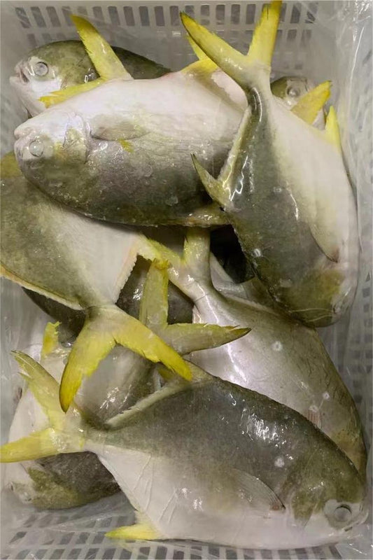 FROZEN GOLDEN POMPANO/POMFRET - OCEANSEAL FOOD