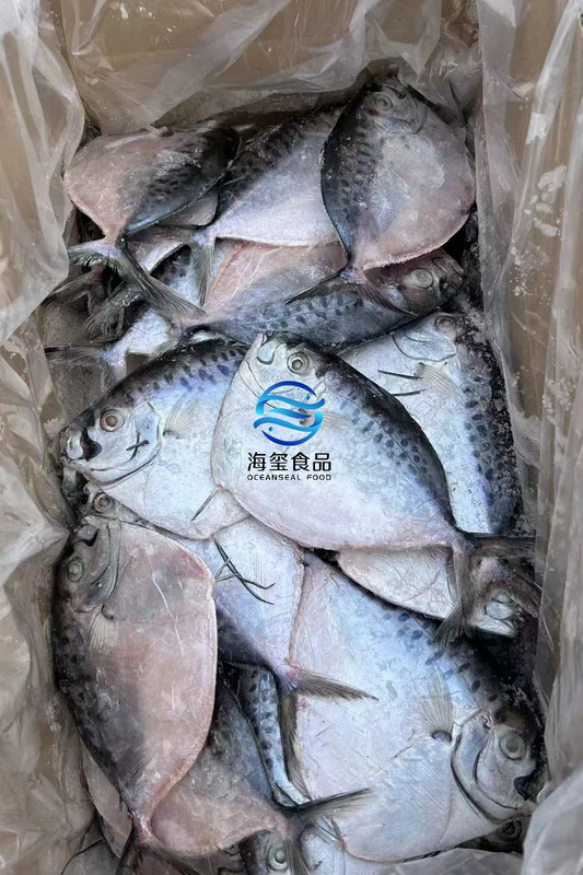 FROZEN MOONFISH IQF