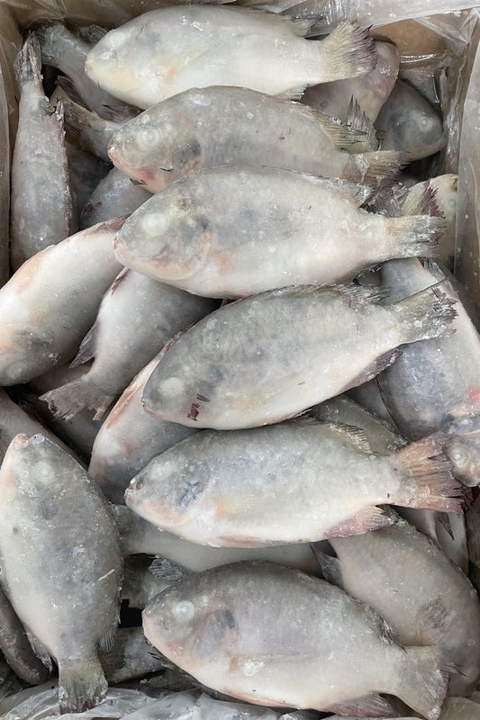 TILAPIA