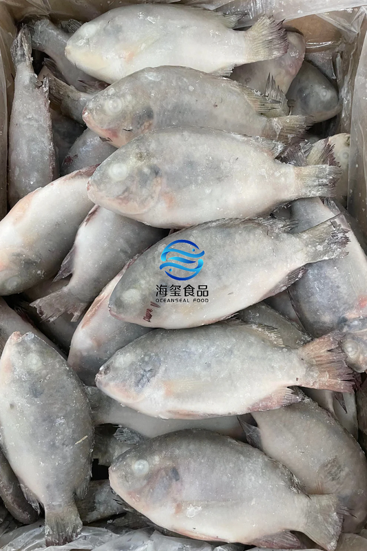 FROZEN TILAPIA