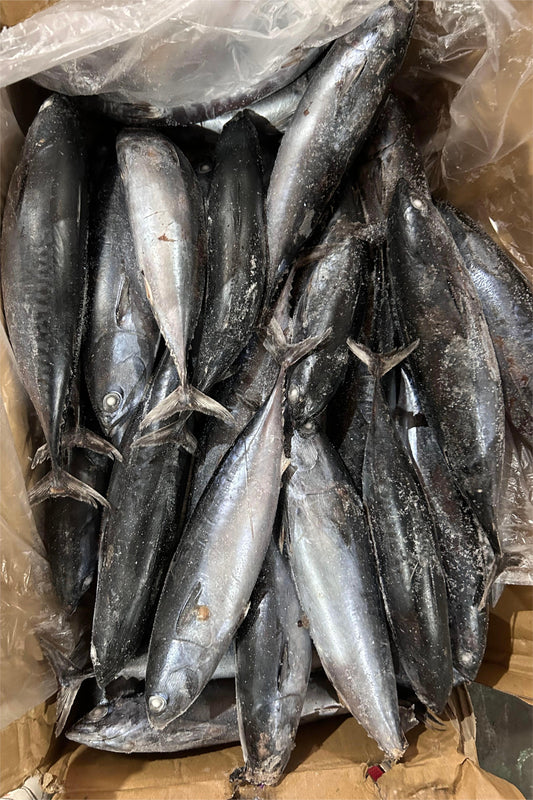 FROZEN BONITO - OCEANSEAL FOOD