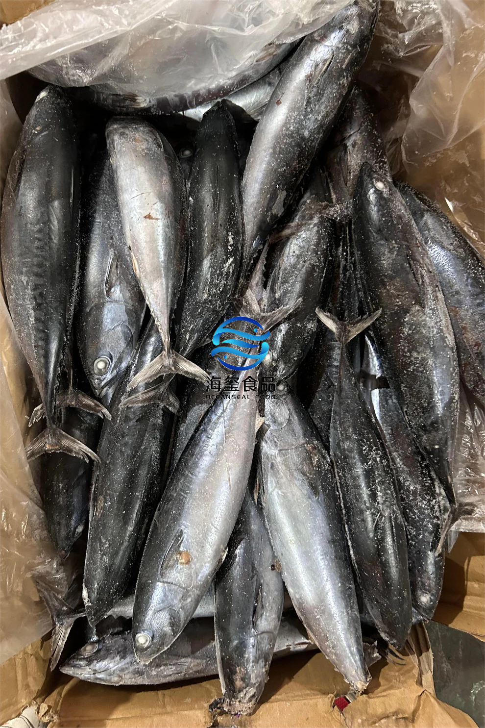 FROZEN BONITO