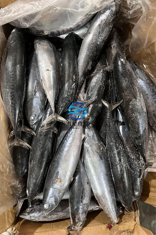 FROZEN BONITO