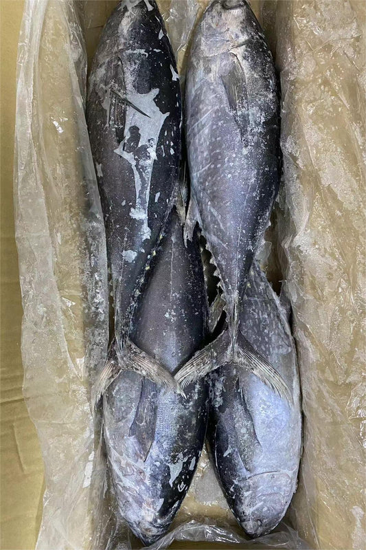 FROZEN LONGTAIL TUNA - OCEANSEAL FOOD