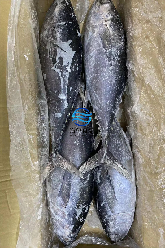 FROZEN LONGTAIL TUNA