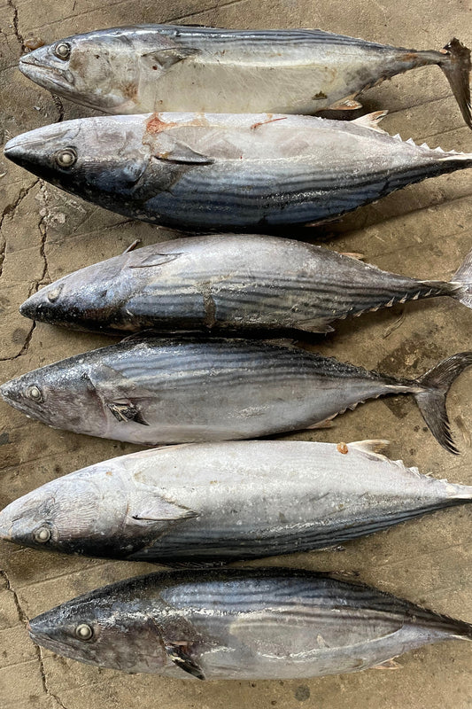 FROZEN STRIPED BONITO - OCEANSEAL FOOD