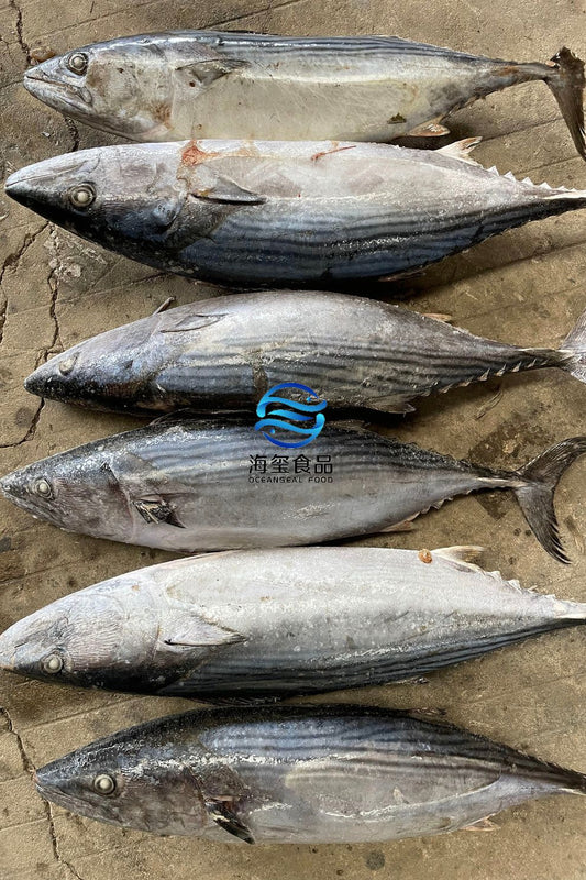 FROZEN STRIPED BONITO
