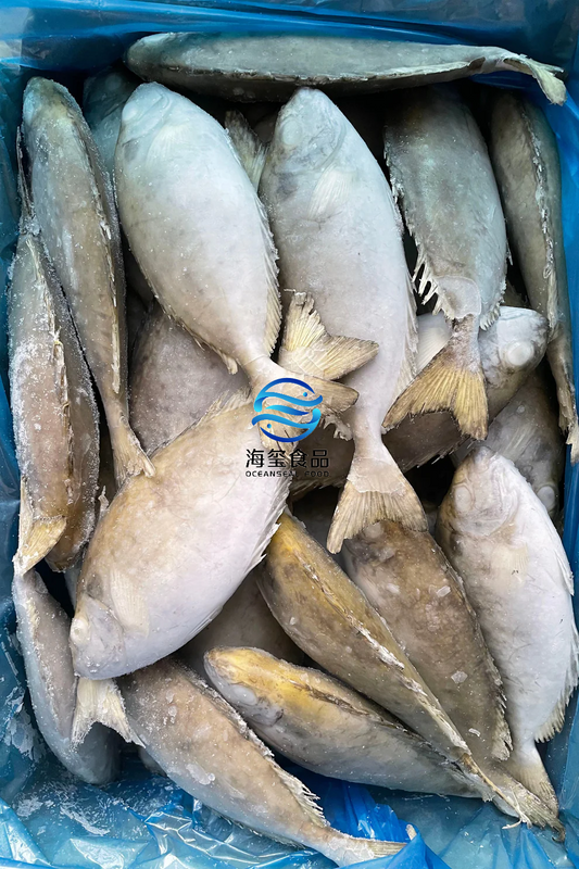 FROZEN RABBIT FISH