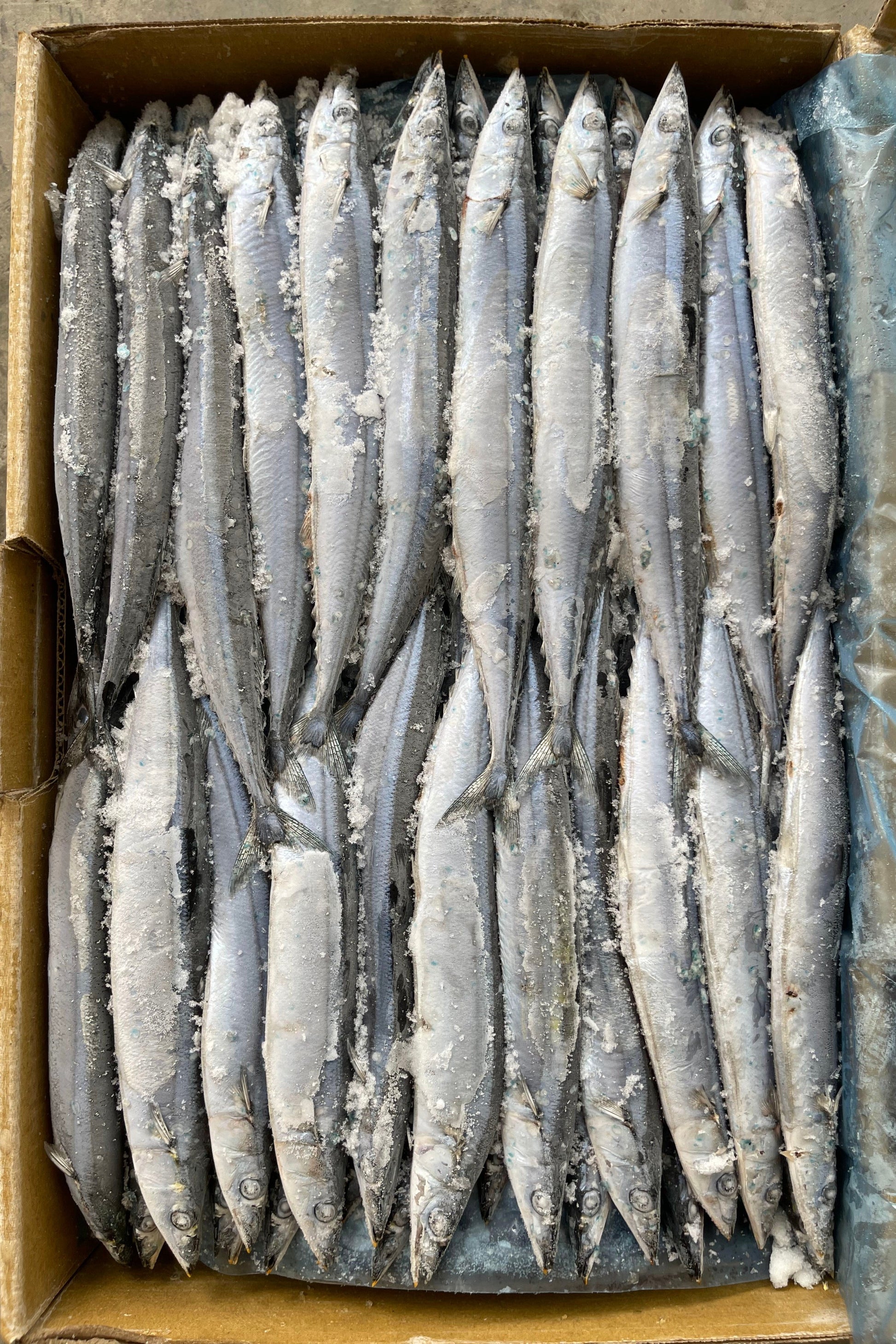 FROZEN PACIFIC SAURY - OCEANSEAL FOOD